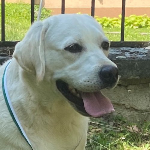 Coffee Carnovia Lab´s